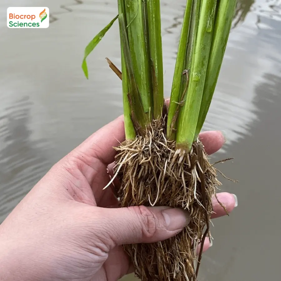 Hạn chế ch&aacute;y l&aacute; nghẹt rễ