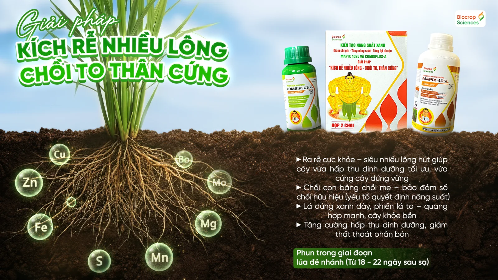 Giải ph&aacute;p K&iacute;ch rễ nhiều l&ocirc;ng - Chồi to th&acirc;n cứng cho l&uacute;a giai đoạn đẻ nh&aacute;nh