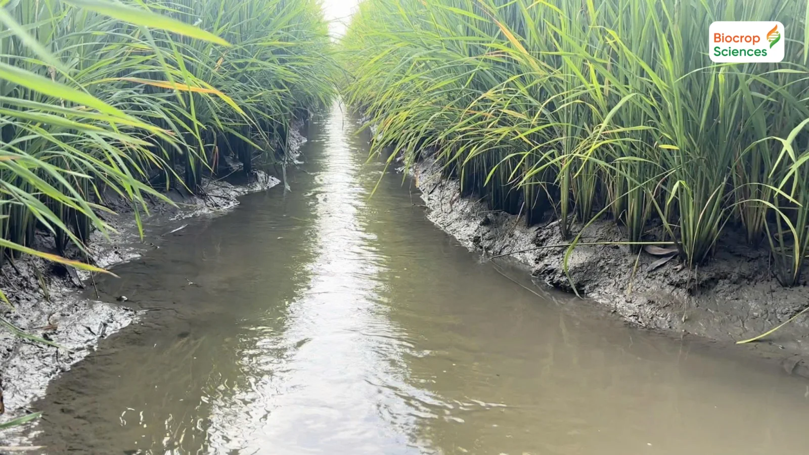 Quản l&yacute; nước khoa học để đảm bảo sức khỏe c&acirc;y l&uacute;a