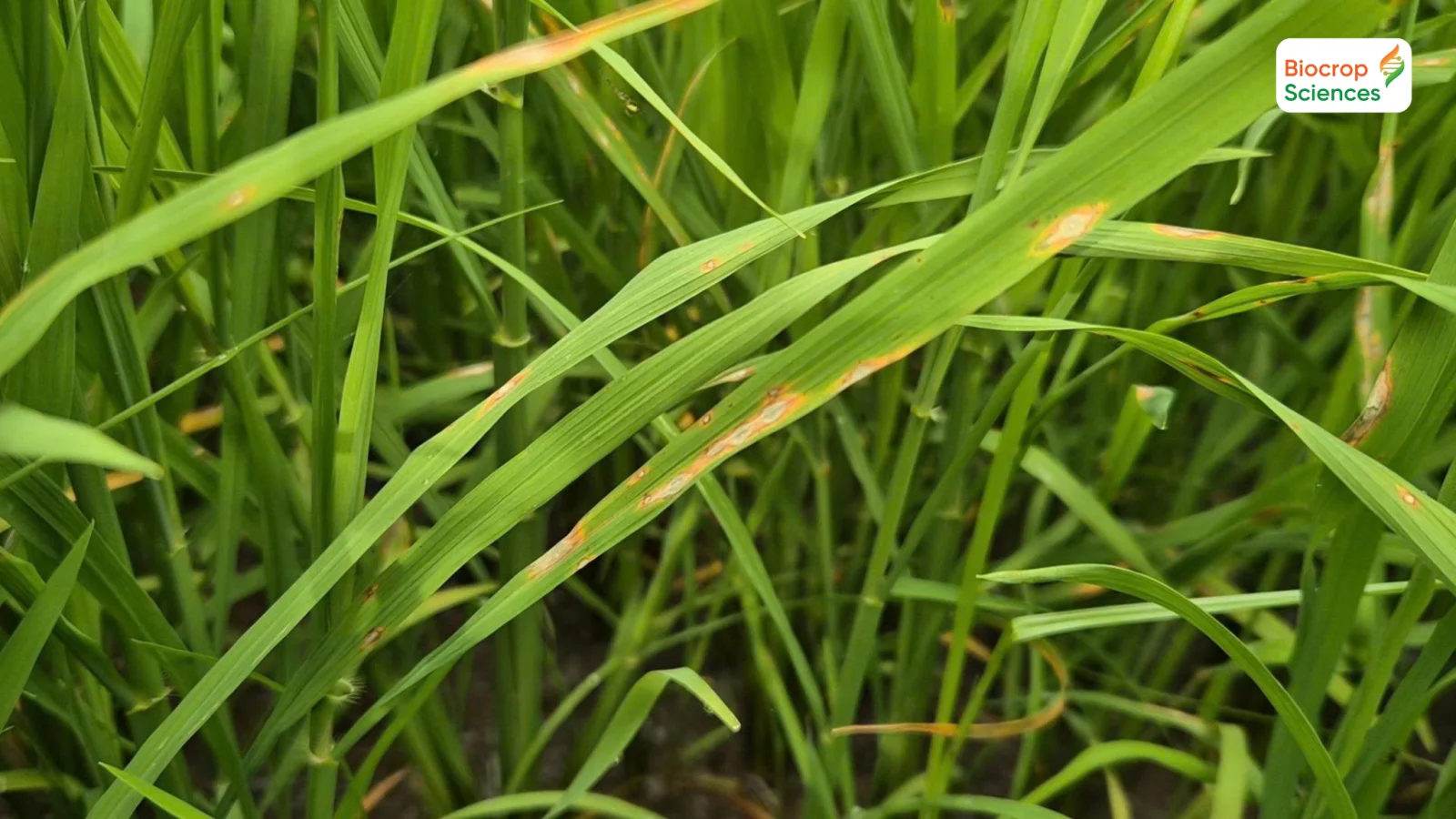 Vết bệnh đạo &ocirc;n tr&ecirc;n l&aacute; l&uacute;a