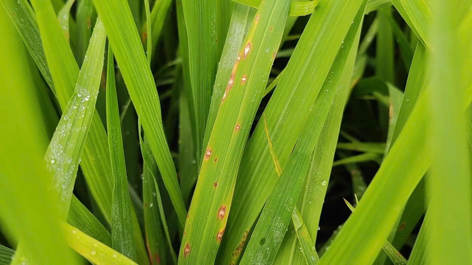 Bệnh đạo &ocirc;n tr&ecirc;n l&aacute;