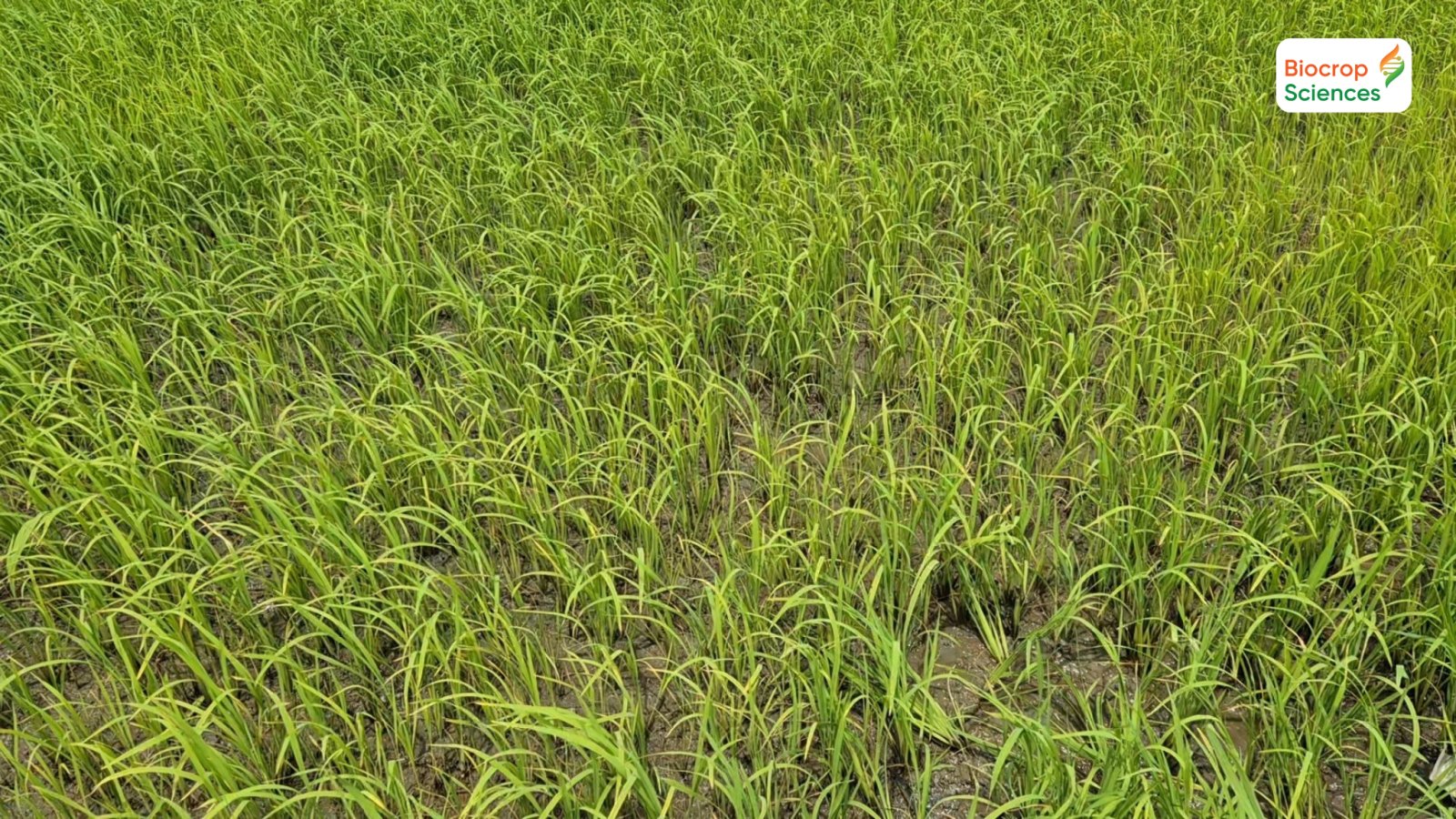 Hiện tượng stress ở c&acirc;y l&uacute;a v&agrave; biện ph&aacute;p quản l&yacute; hiệu quả