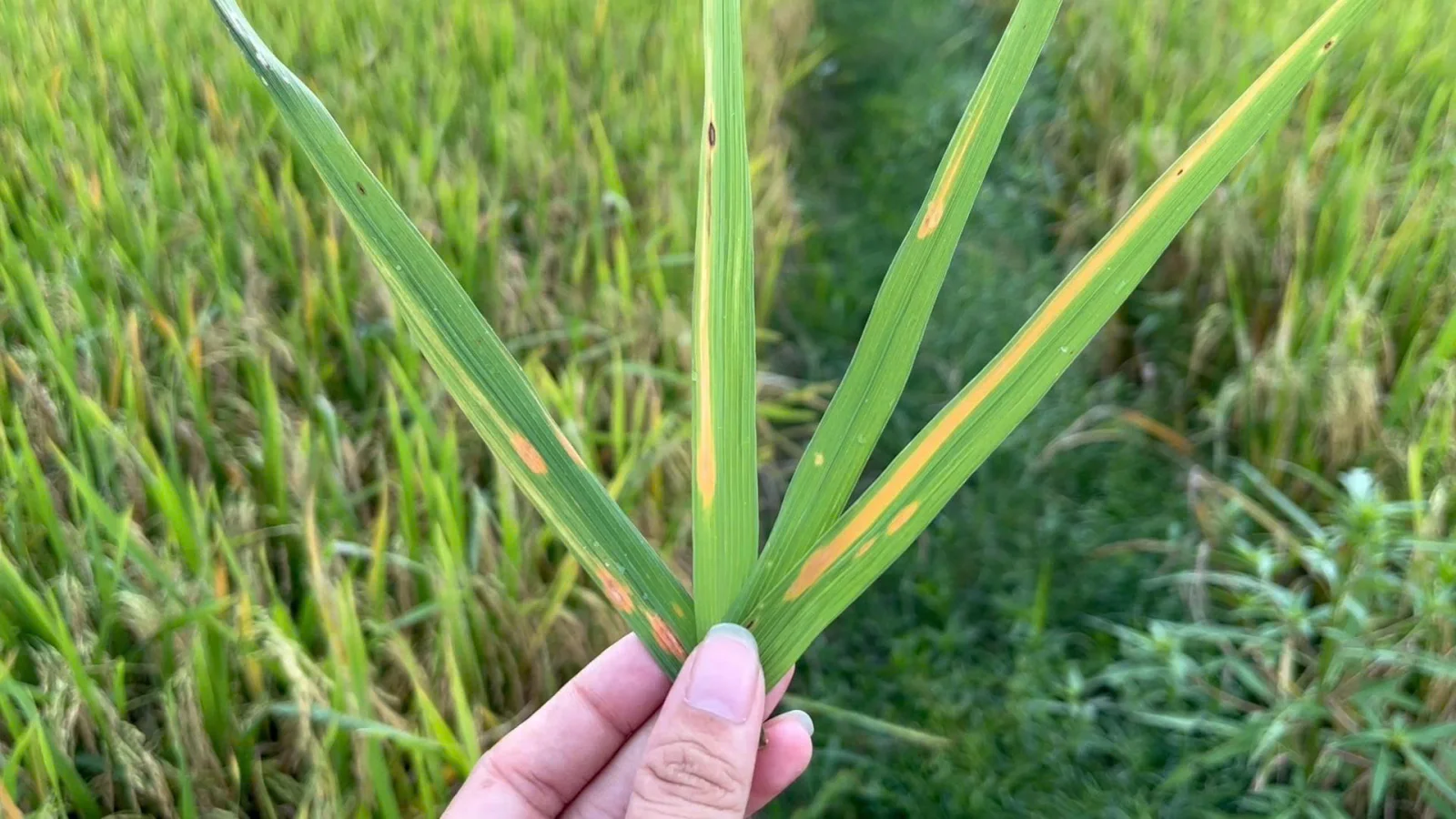 V&agrave;ng l&aacute; ch&iacute;n sớm do nấm Gonatophragmium sp.