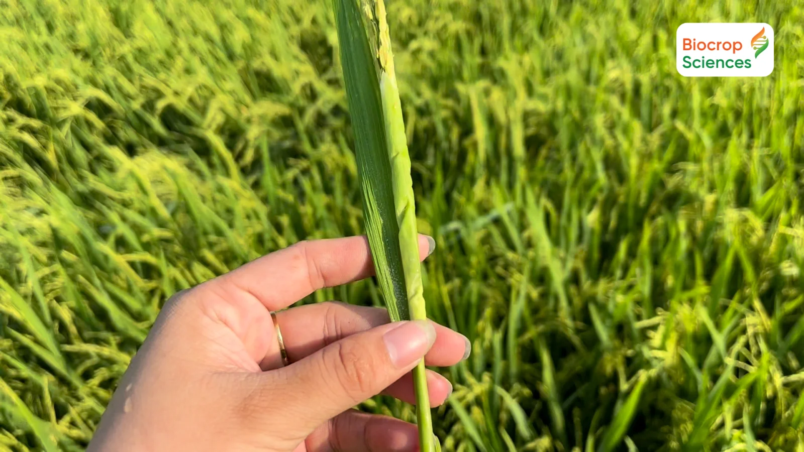 Ảnh 2 & 3. Rầy phấn trắng l&agrave;m l&aacute; l&uacute;a biến m&agrave;u & biến dạng