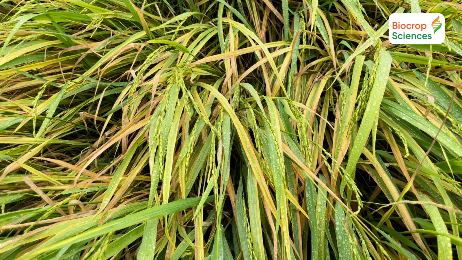 Ảnh 2 & 3. Rầy phấn trắng l&agrave;m l&aacute; l&uacute;a biến m&agrave;u & biến dạng