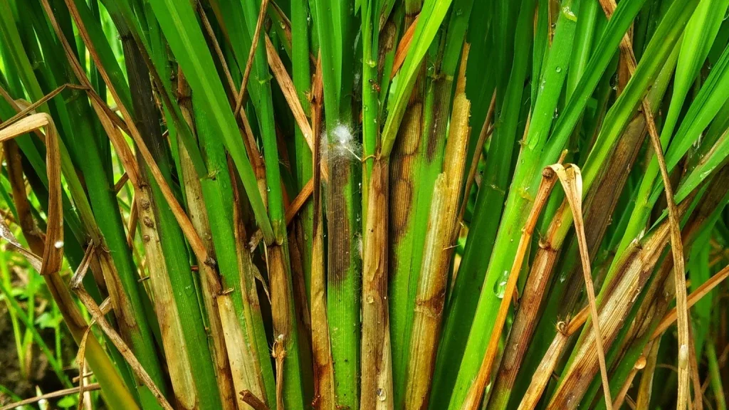 Bệnh kh&ocirc; vằn tr&ecirc;n l&uacute;a