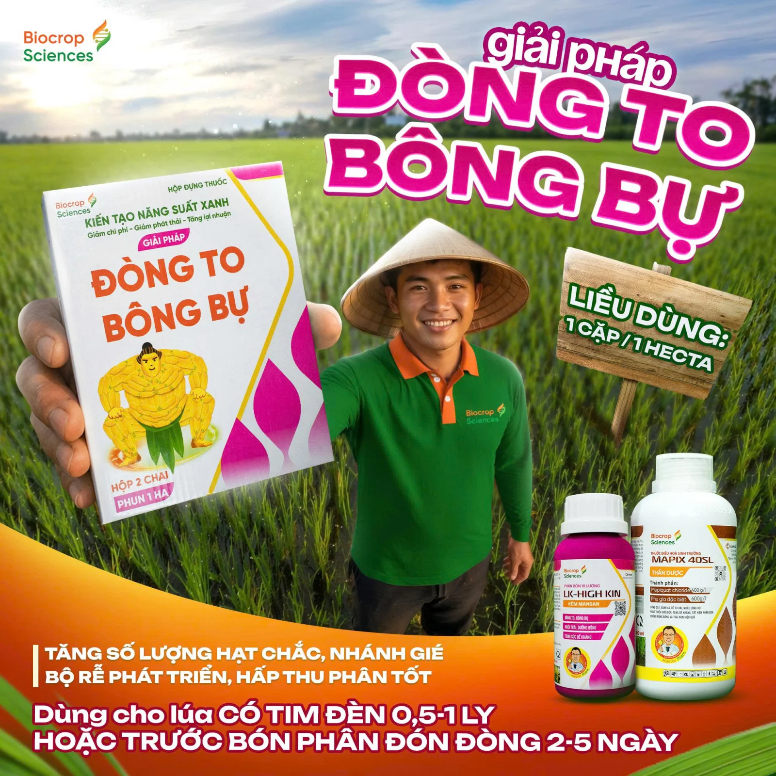 Giải ph&aacute;p Đ&ograve;ng To B&ocirc;ng Bự sử dụng cho l&uacute;a giai đoạn l&agrave;m đ&ograve;ng